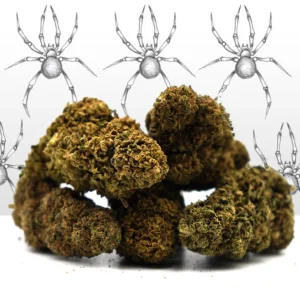 White Widow
