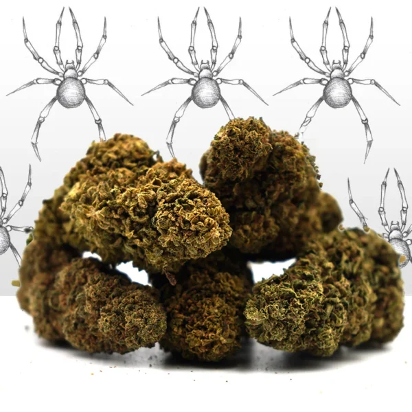 White Widow